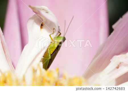 Grasshopper on a Pink Flower Petal Close Up Grasshopper on a Pink Flower Petal Close Up 142742683