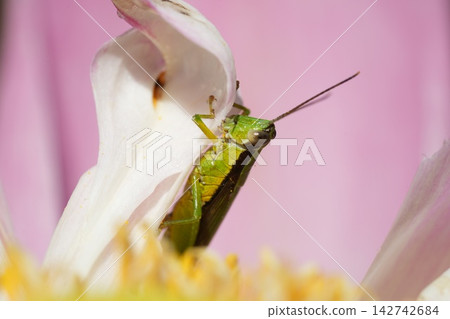 Grasshopper Resting on Flower Petal Macro Photography Grasshopper Resting on Flower Petal Macro Photography 142742684