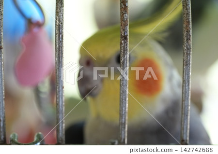 Cockatiel in Cage Gray Bird with Yellow Crest Pet Bird Cockatiel in Cage Gray Bird with Yellow Crest Pet Bird 142742688