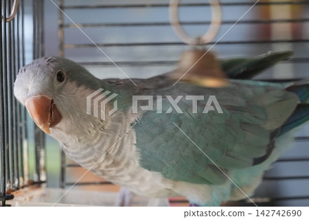Blue Quaker Parrot Pet Bird in Cage Close Up Portrait Blue Quaker Parrot Pet Bird in Cage Close Up Portrait 142742690