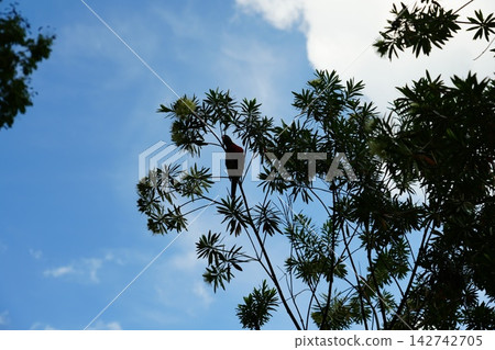 Red Parrot in Tree Against Blue Sky Nature Photography Red Parrot in Tree Against Blue Sky Nature Photography 142742705