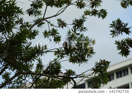 Scaly Breasted Lorikeet Bird in a Tree Nature Scene Scaly Breasted Lorikeet Bird in a Tree Nature Scene 142742710