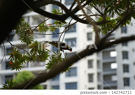 Lorikeet Bird on Tree Branch City Building Background 142742711