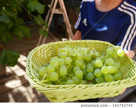 Grape picking (image) Grape picking (image) 142742745