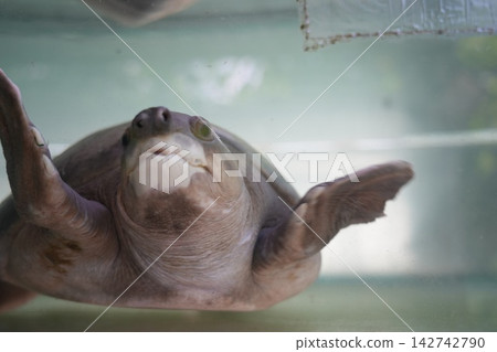 Curious Pig-nosed Turtle underwater close up portrait Curious Pig-nosed Turtle underwater close up portrait 142742790