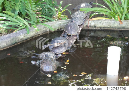Red Eared Slider Turtles in Pond Exotic Pet Wildlife Red Eared Slider Turtles in Pond Exotic Pet Wildlife 142742798