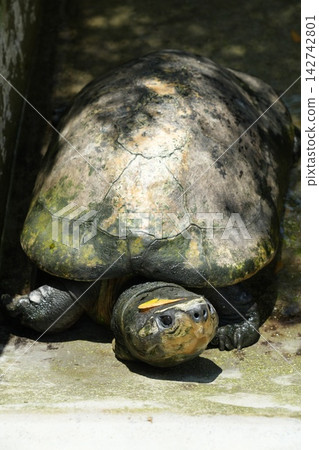 Smiling Painted River Terrapin Turtle in Sunlight Smiling Painted River Terrapin Turtle in Sunlight 142742801