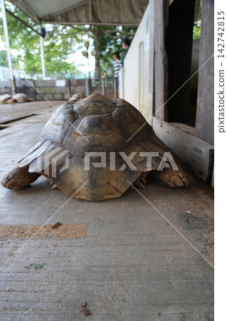 Close Up of an African Spurred Tortoise Close Up of an African Spurred Tortoise 142742815
