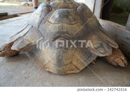 Shell of an African Spurred Tortoise Close Up Shell of an African Spurred Tortoise Close Up 142742816