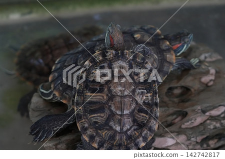 Red Eared Slider Turtles Close Up Reptiles in Captivity Red Eared Slider Turtles Close Up Reptiles in Captivity 142742817