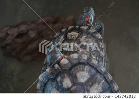 Red Eared Slider Turtles Close Up Reptile Portrait Red Eared Slider Turtles Close Up Reptile Portrait 142742818