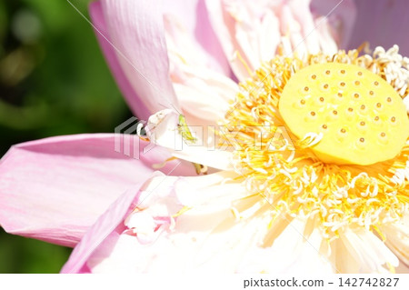 Lotus Flower with Grasshopper in Bloom Floral Photography Lotus Flower with Grasshopper in Bloom Floral Photography 142742827