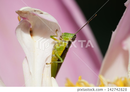 Grasshopper on a Flower Petal Macro Photography Grasshopper on a Flower Petal Macro Photography 142742828