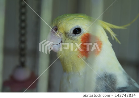 Close up of Cockatiel Bird with Yellow Feathers Close up of Cockatiel Bird with Yellow Feathers 142742834