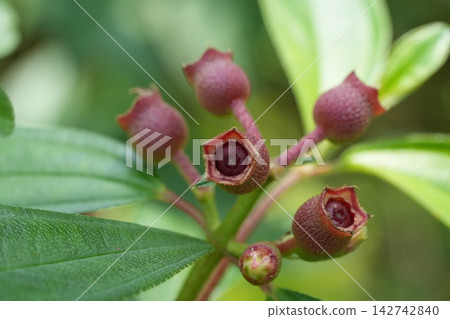 Close Up of Tibouchina Flower Buds and Green Leaves 142742840