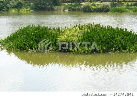 Lush Green Island in a Calm Lake Serene Landscape Lush Green Island in a Calm Lake Serene Landscape 142742841