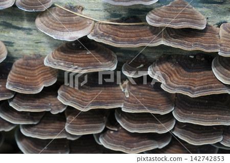 Bracket Fungi Growing on a Log Nature Photography Bracket Fungi Growing on a Log Nature Photography 142742853