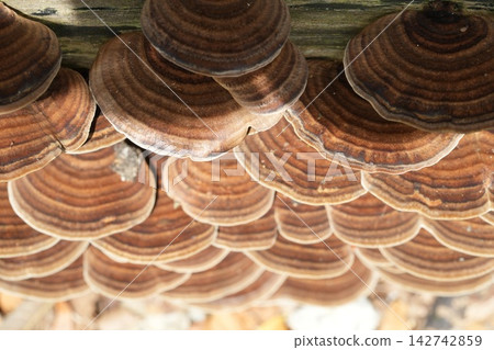 Shelf Fungi Close Up Macro Shot Nature Photography Shelf Fungi Close Up Macro Shot Nature Photography 142742859
