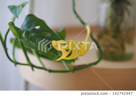Plant leaves placed on a wooden surface in a home Plant leaves placed on a wooden surface in a home 142742947