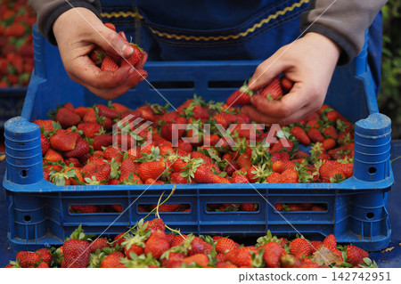 Hands sorting fresh strawberries in a blue crate at a market Hands sorting fresh strawberries in a blue crate at a market 142742951
