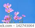 在晴朗秋日的陽光和清爽的藍天下，粉紅色的波斯菊盛開。 142743064