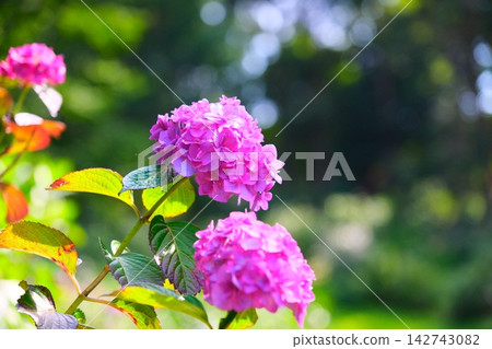 Hinuma Hydrangea Valley Hinuma Hydrangea Valley 142743082