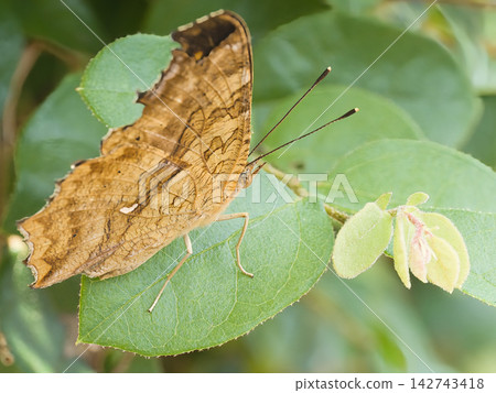 Kitateha perched on a leaf Kitateha perched on a leaf 142743418