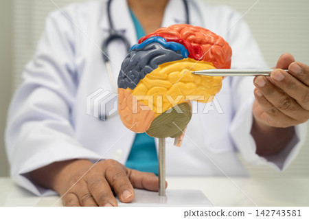 Alzheimer disease, Asian doctor holding brain anatomy model for study diagnosis and treatment in hospital. Alzheimer disease, Asian doctor holding brain anatomy model for study diagnosis and treatment in hospital. 142743581