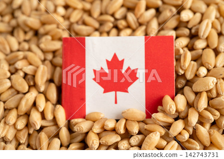 Canada flag on grain wheat, trade export and economy concept. Canada flag on grain wheat, trade export and economy concept. 142743731