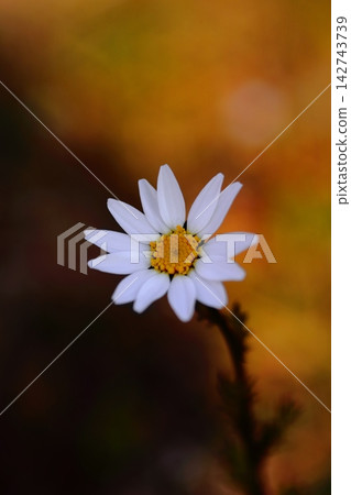 秋花壇盛開的瑪格麗特菊 秋花壇盛開的瑪格麗特菊 142743739