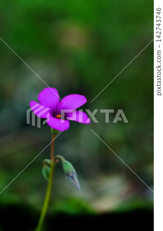漂亮的粉紅色栗色 漂亮的粉紅色栗色 142743746