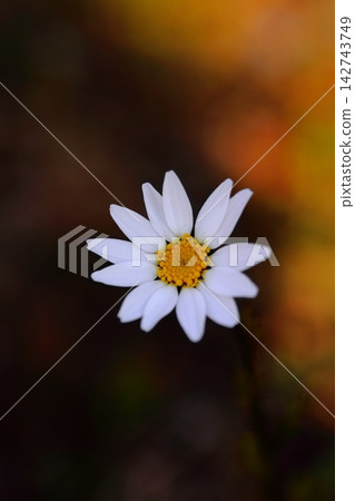 秋花壇盛開的瑪格麗特菊 秋花壇盛開的瑪格麗特菊 142743749