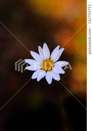 白色瑪格麗特花 142743751