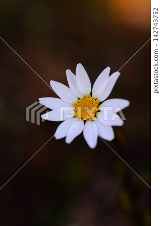 白色瑪格麗特花 白色瑪格麗特花 142743752