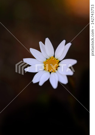 White Marguerite Flower White Marguerite Flower 142743753