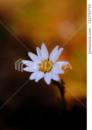 Marguerites blooming in an autumn flowerbed 142743754
