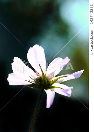 Cosmos shining in the autumn sky Cosmos shining in the autumn sky 142743858