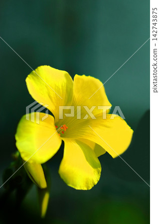黃花酢漿草花 黃花酢漿草花 142743875