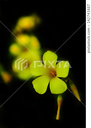 黃色oxalis花 黃色oxalis花 142743887