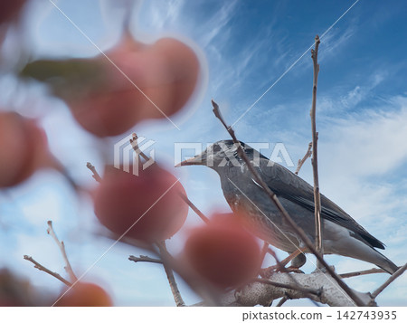 Mukudori picking persimmons Mukudori picking persimmons 142743935