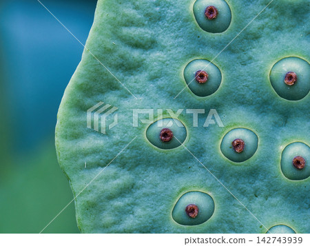 Green lotus seed pod Green lotus seed pod 142743939