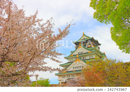 大阪府大阪市：櫻花和大阪城的景色。 142743967