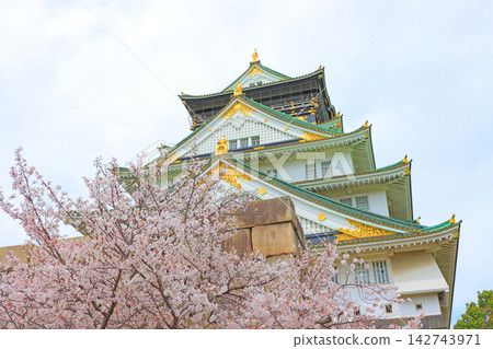Osaka City, Osaka Prefecture: A view of cherry blossoms and Osaka Castle. Osaka City, Osaka Prefecture: A view of cherry blossoms and Osaka Castle. 142743971