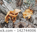 [Dangers in the Garden] Large orange mushrooms growing on a tree stump 142744006