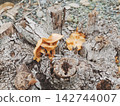 [Dangers in the Garden] Large orange mushrooms growing on a tree stump 142744007