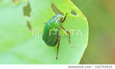 A Japanese beetle, covered in raindrops, eats a lotus leaf. 142744010