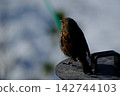 【五月】野生鳥類（日本岩鷚）地點：禦栗池附近（立山室堂） 142744103