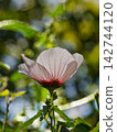一朵花 142744120