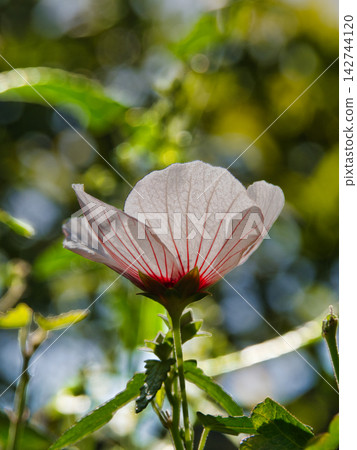 一朵花 一朵花 142744120
