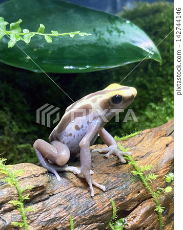 一隻小青蛙靜靜地站在水族箱展櫃裡。 142744146